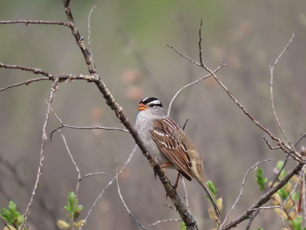 White-crowned Sparrow - ML619051139