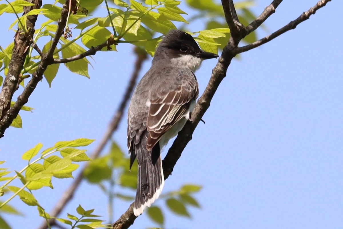 Eastern Kingbird - Subodh Ghonge