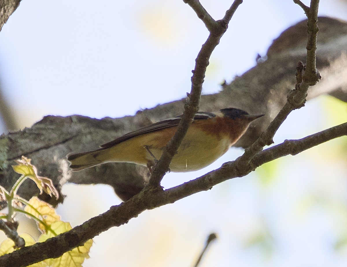 Bay-breasted Warbler - ML619051153