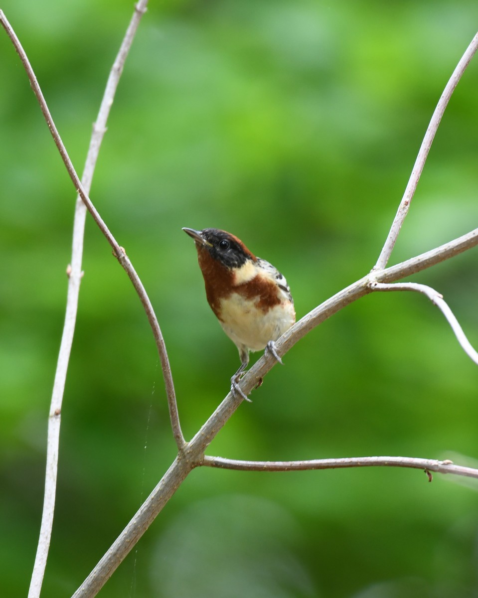 Bay-breasted Warbler - ML619051166