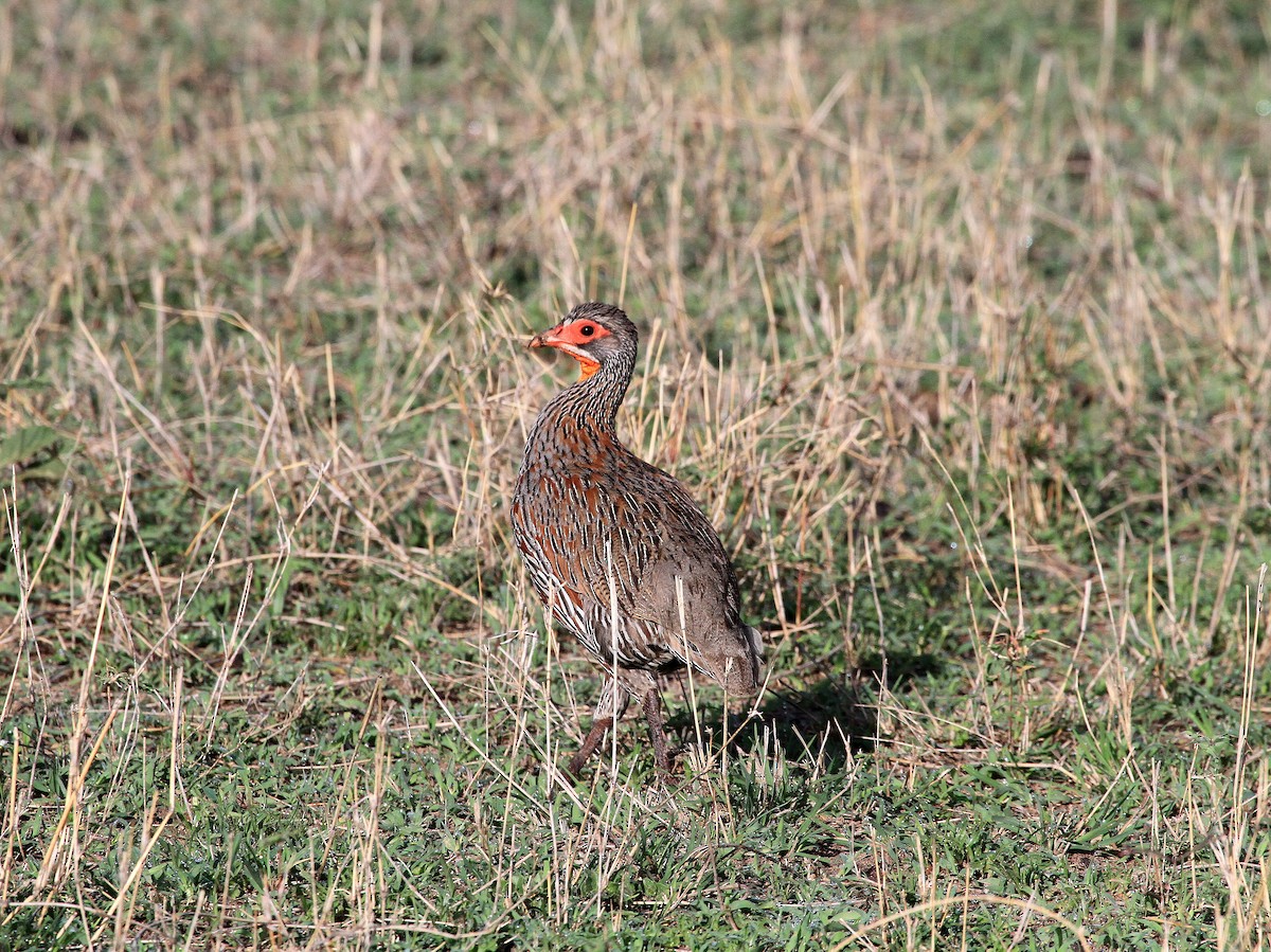 Gray-breasted Spurfowl - ML619051169