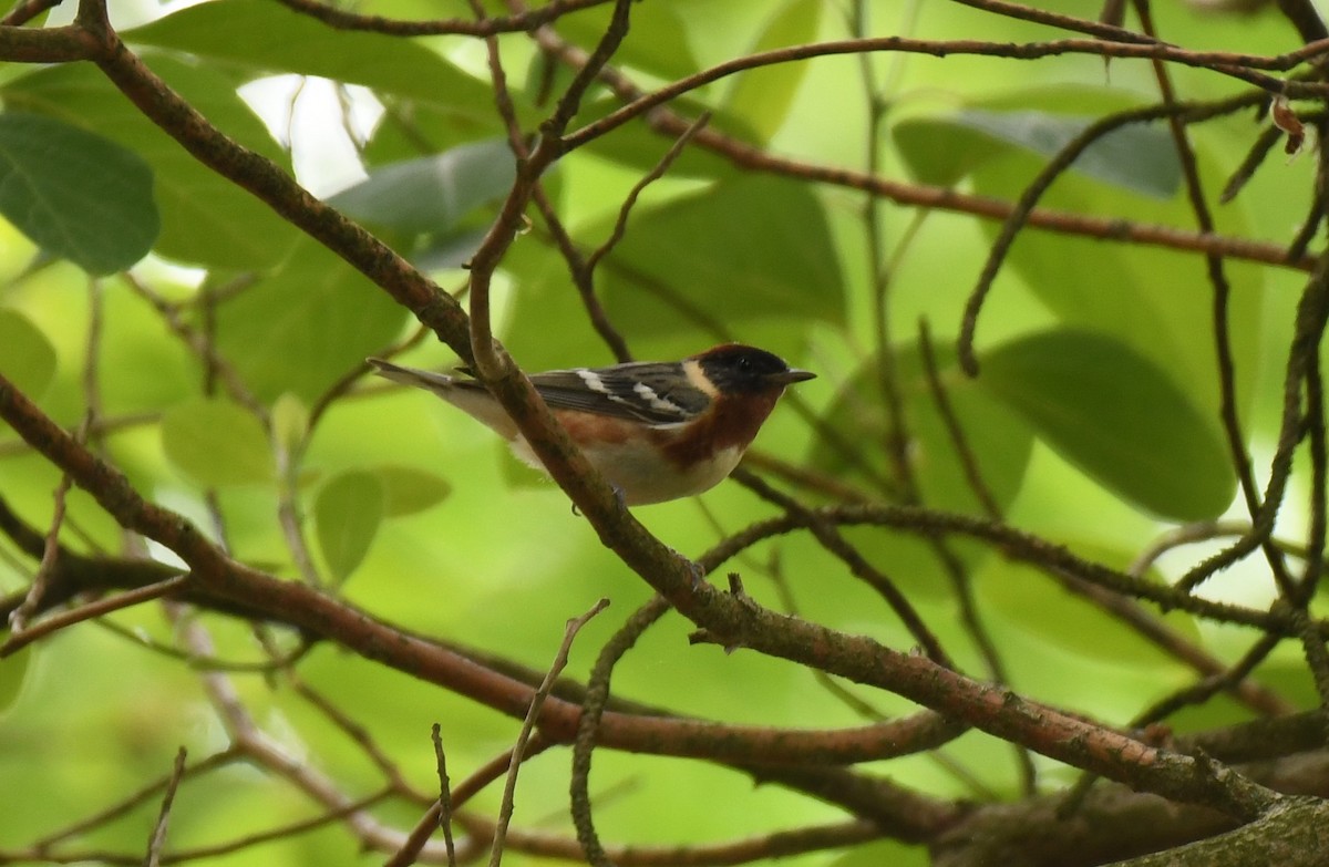 Bay-breasted Warbler - ML619051194
