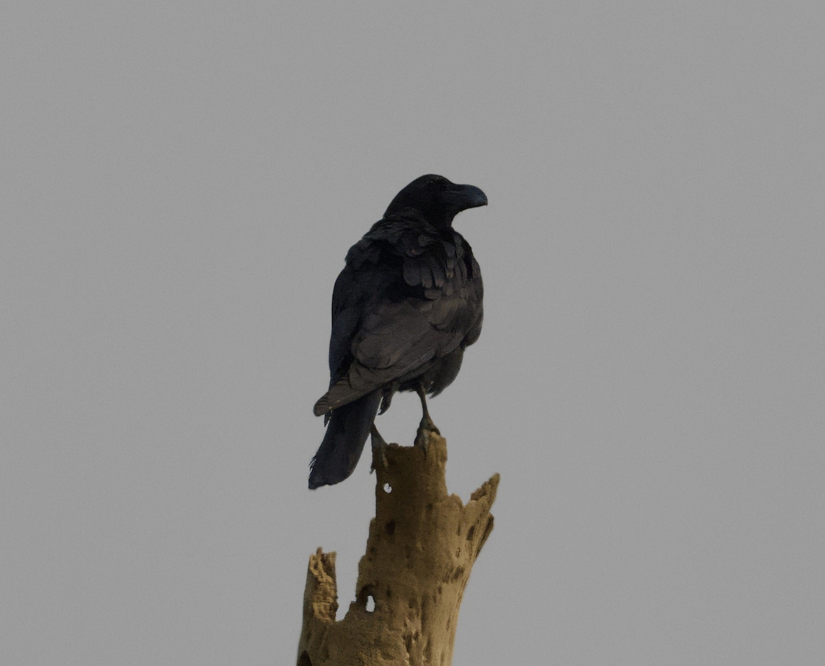 Large-billed Crow - ML619051205