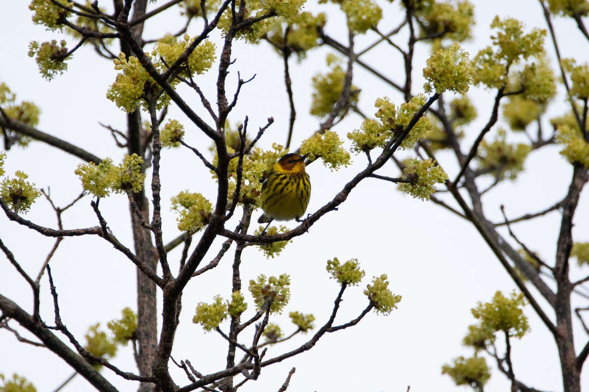 Cape May Warbler - Mark Price