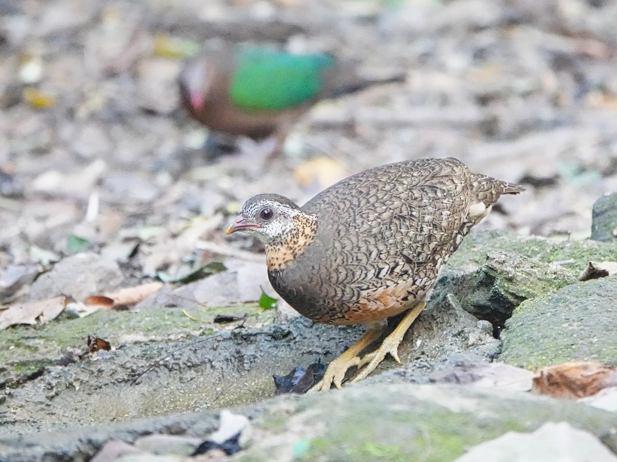 Scaly-breasted Partridge - ML619051256