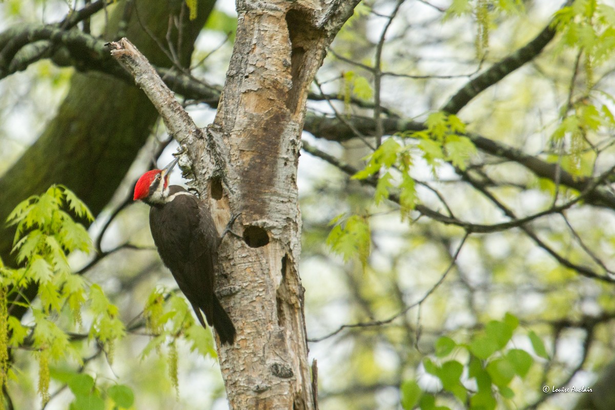 Pileated Woodpecker - Louise Auclair