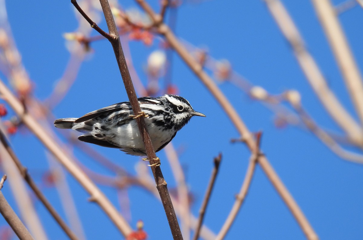 Black-and-white Warbler - ML619051271