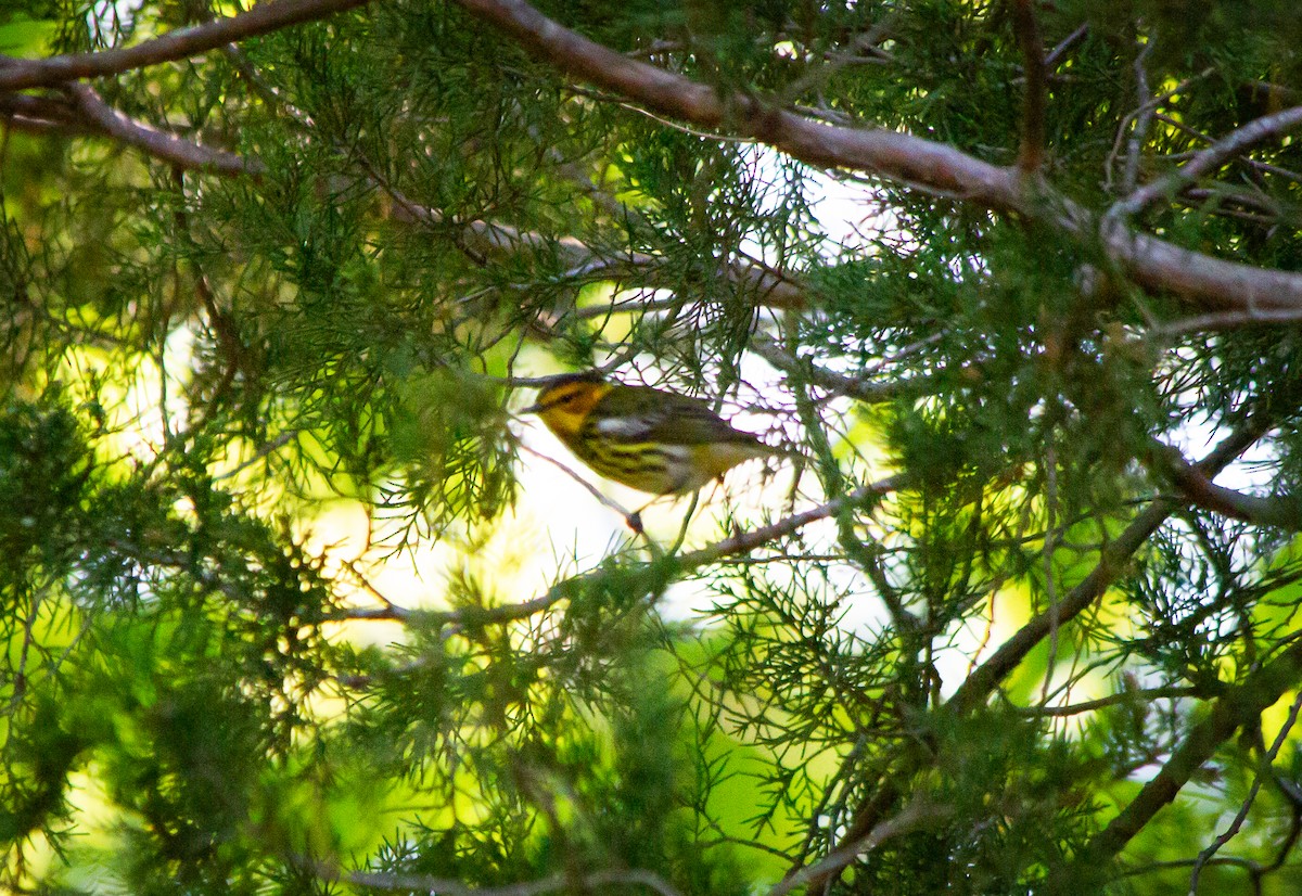 Cape May Warbler - ML619051283