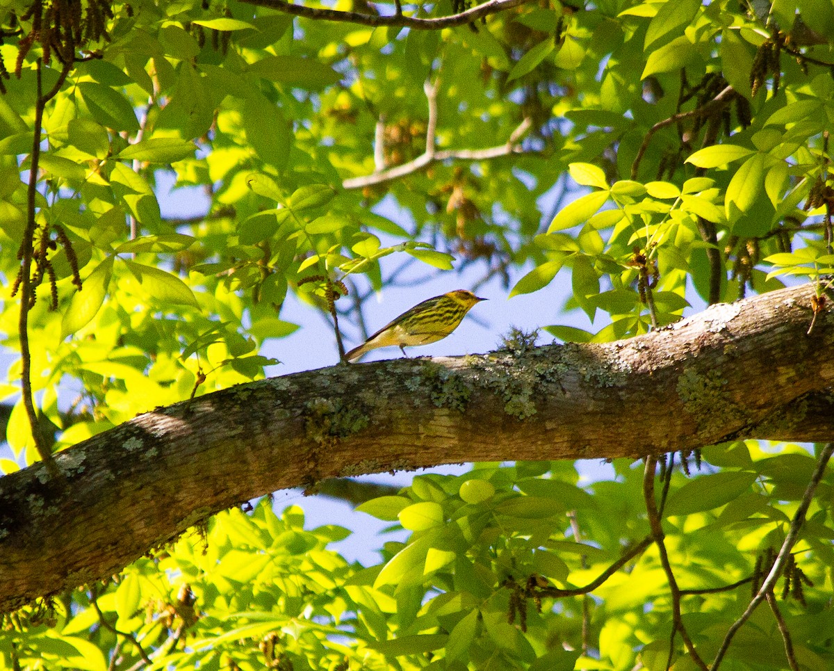 Cape May Warbler - ML619051284
