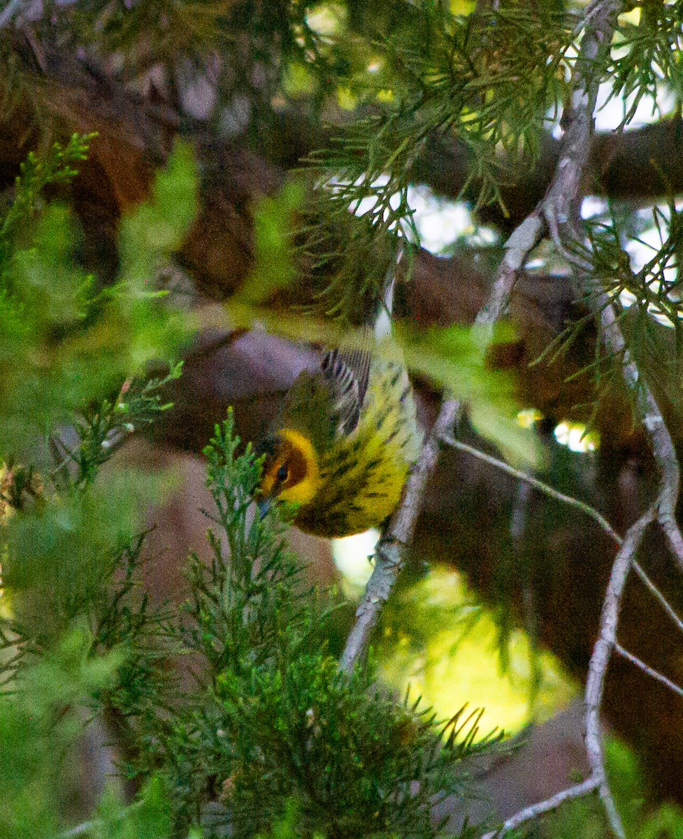 Cape May Warbler - ML619051285