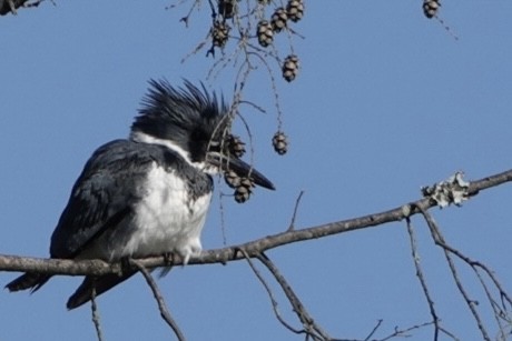 Belted Kingfisher - ML619051292