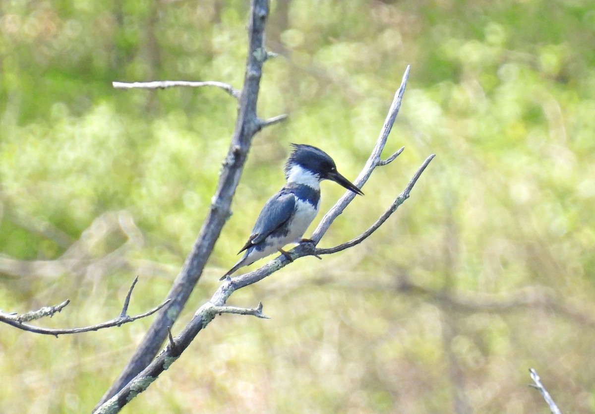 Belted Kingfisher - ML619051293