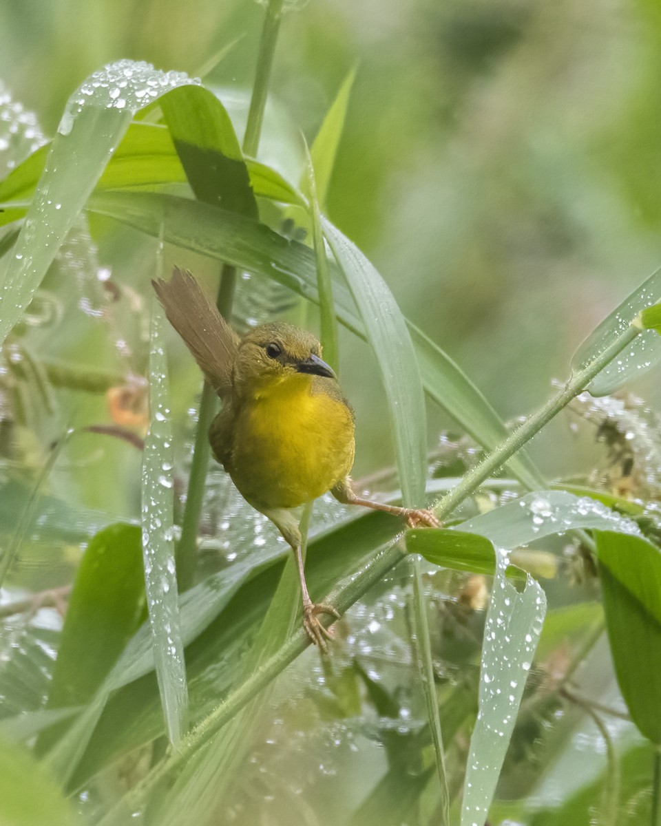 Olive-crowned Yellowthroat - ML619051341