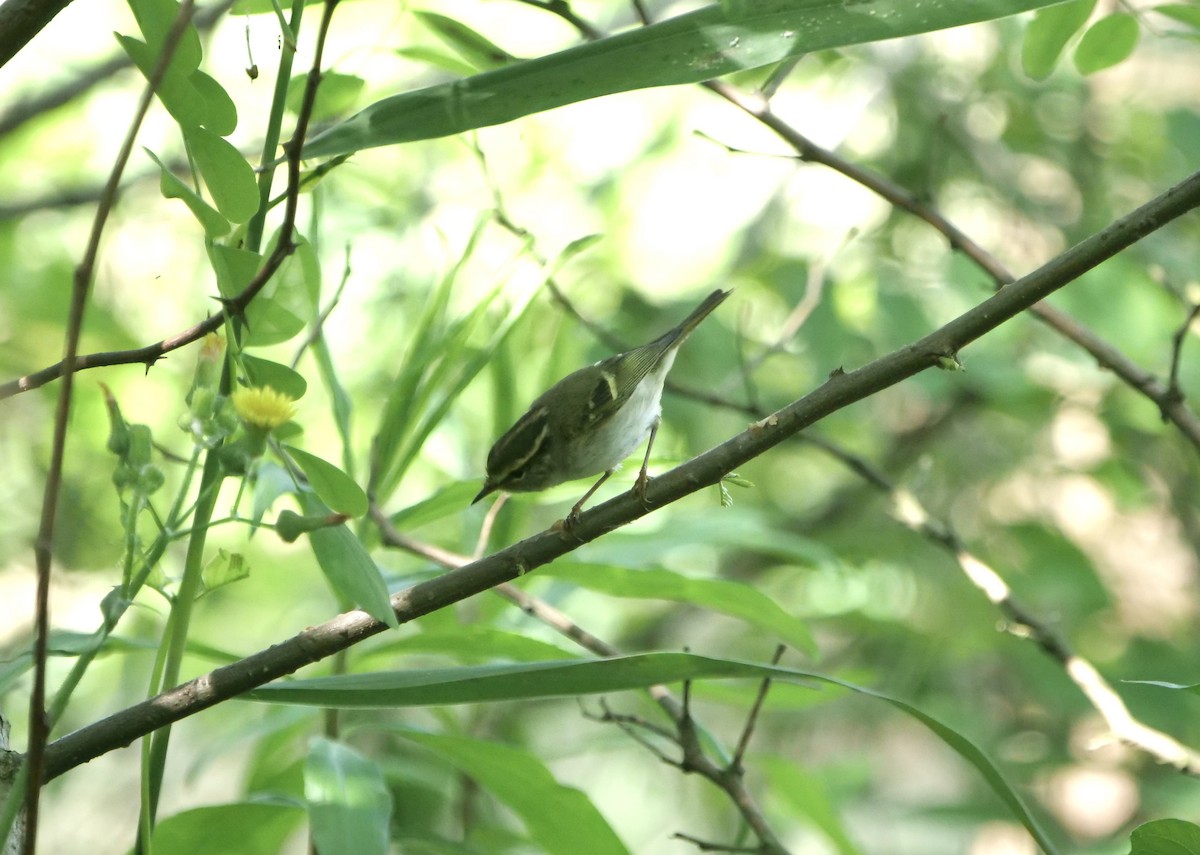 Chinese Leaf Warbler - ML619051348