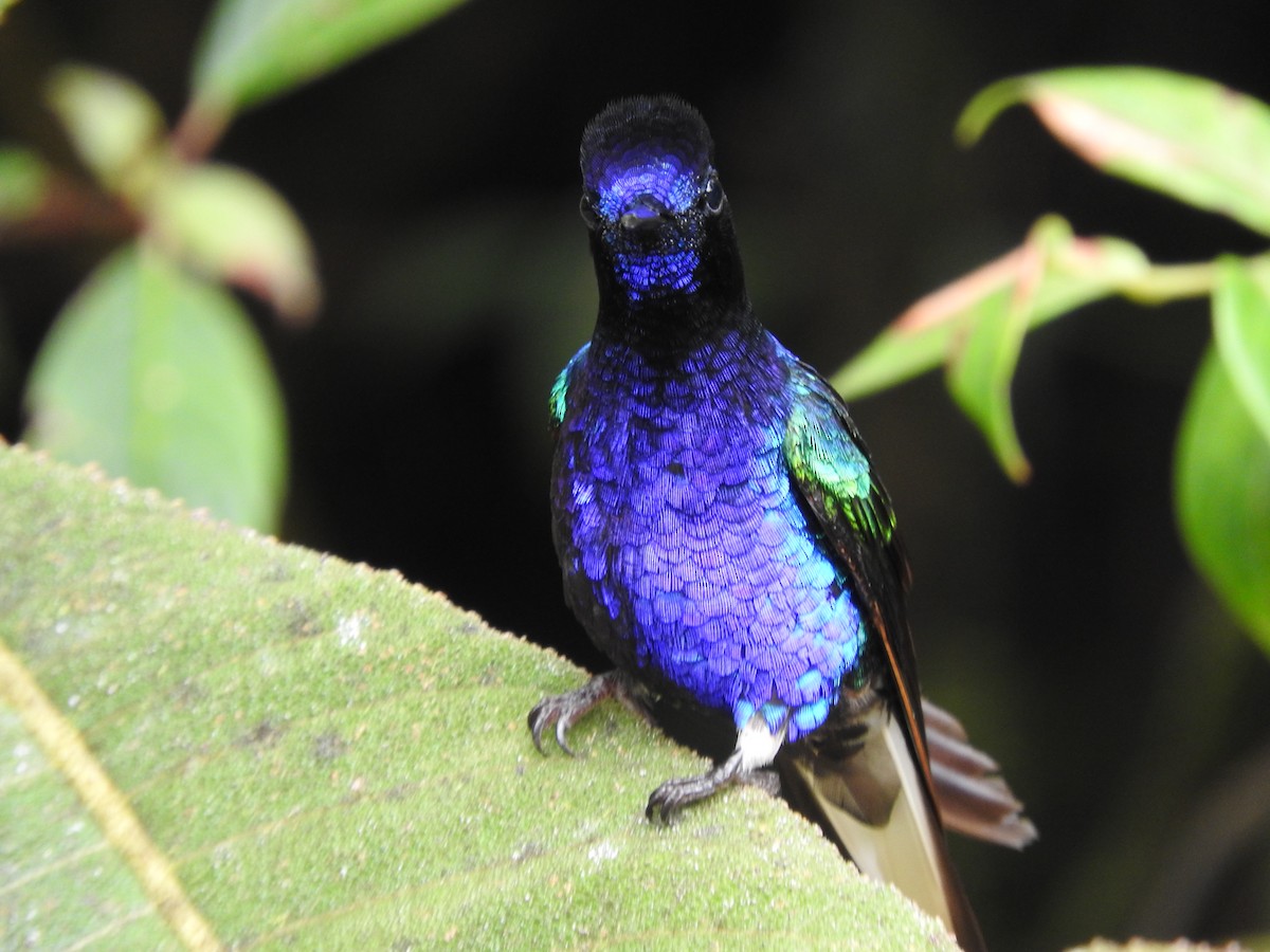 kolibřík hyacintový - ML619051357
