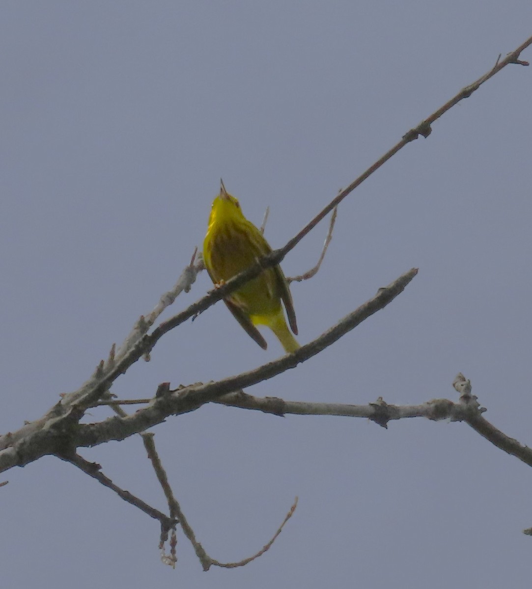 Yellow Warbler - ML619051360