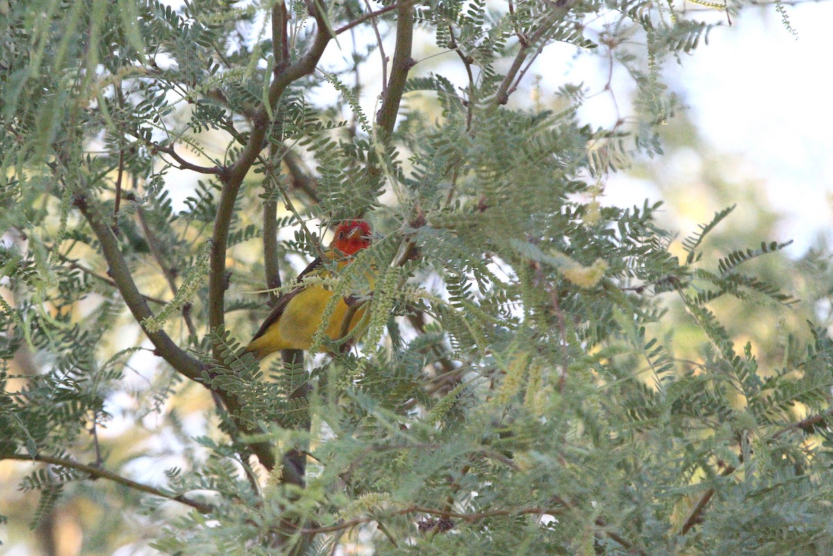 Western Tanager - ML619051380