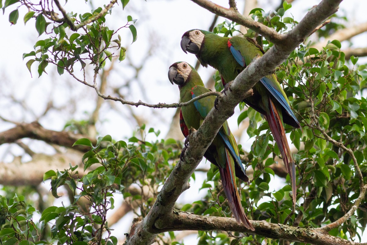 Chestnut-fronted Macaw - ML619051391
