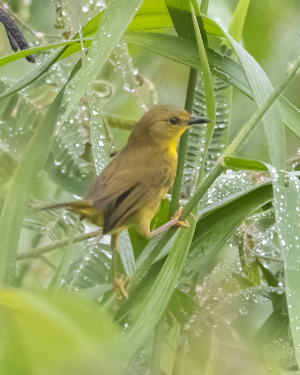 Olive-crowned Yellowthroat - ML619051466