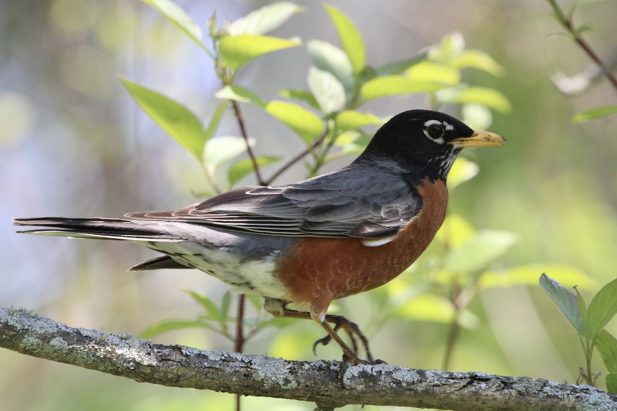 American Robin - ML619051492