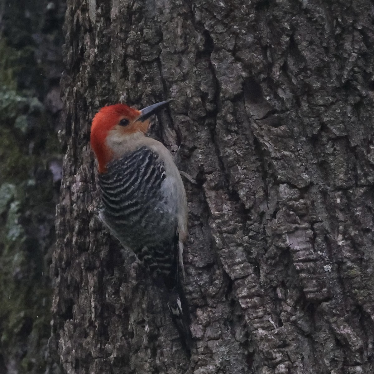 Red-bellied Woodpecker - ML619051517