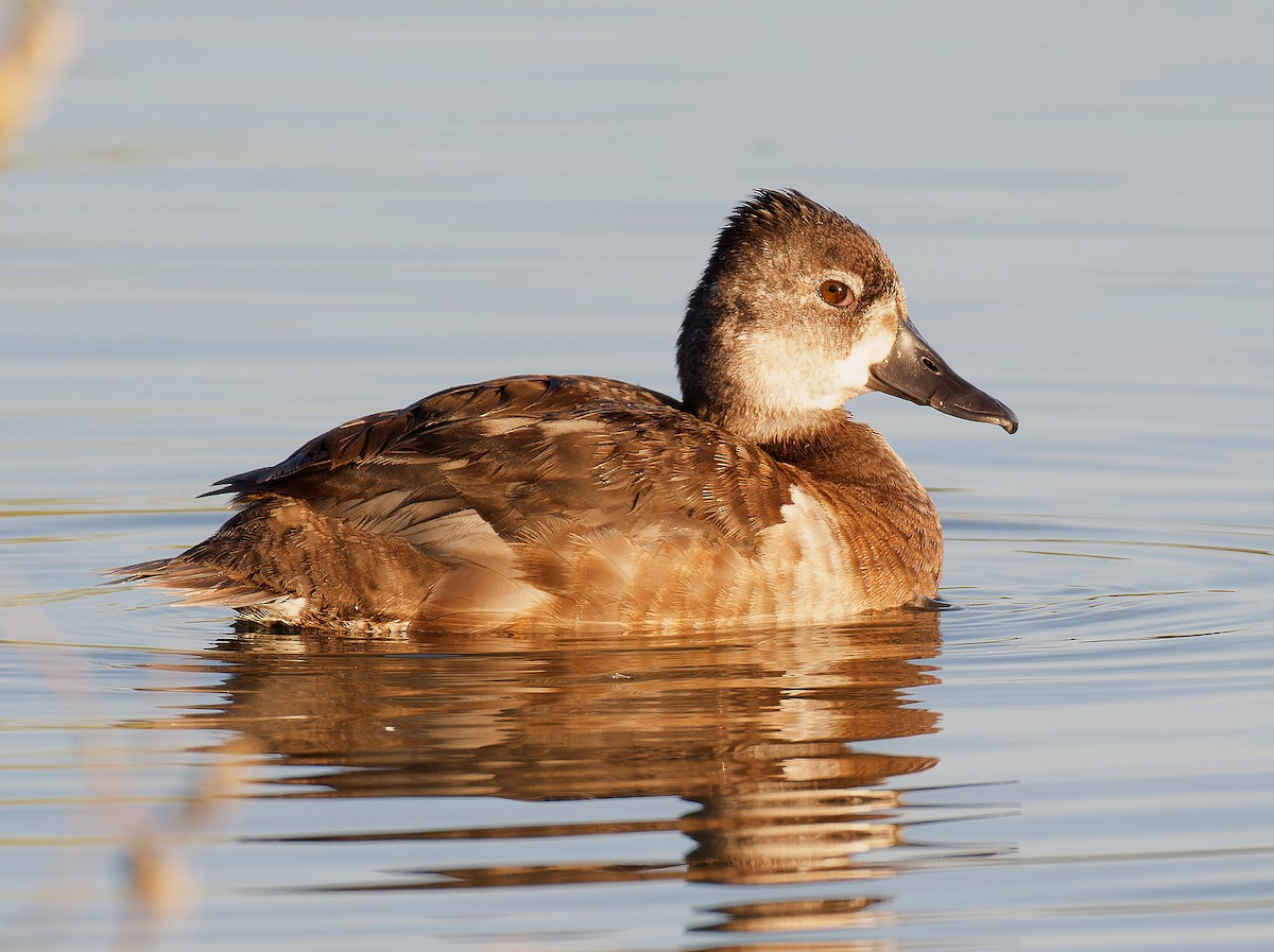 Ring-necked Duck - ML619051613