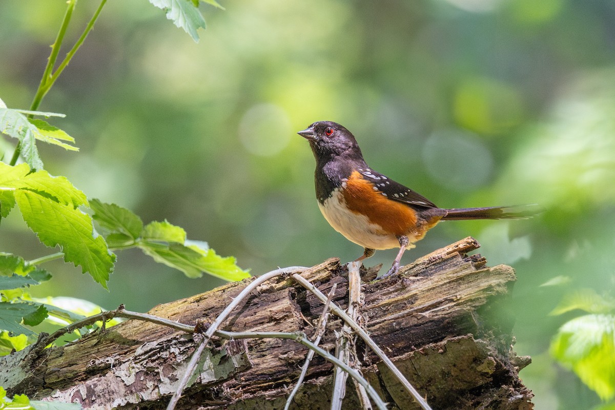 Spotted Towhee - ML619051663