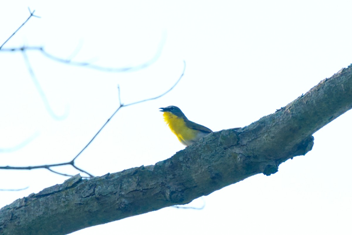 Yellow-breasted Chat - ML619051787