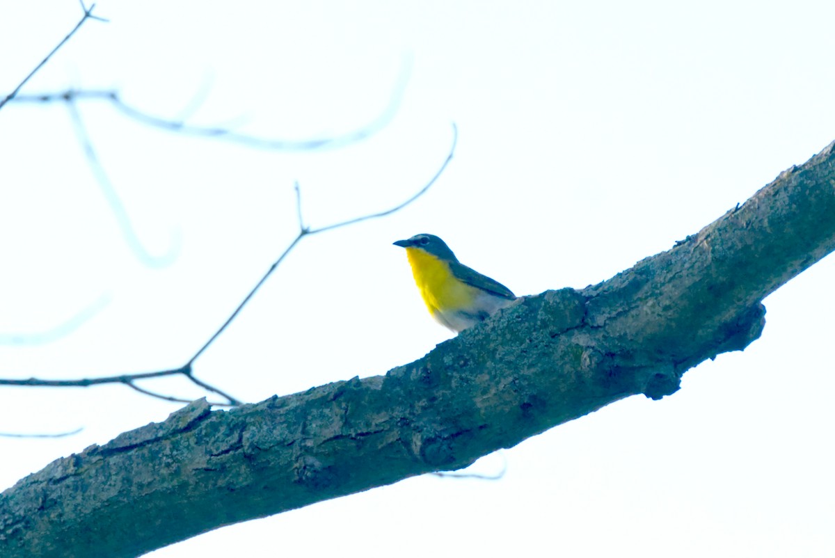 Yellow-breasted Chat - ML619051789