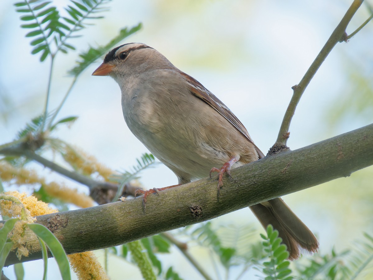 White-crowned Sparrow (Dark-lored) - ML619051793