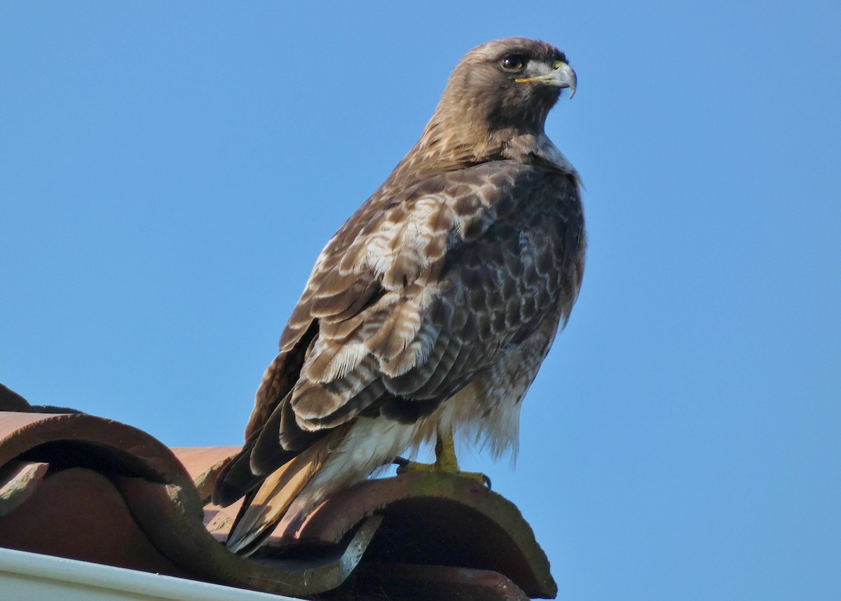 Red-tailed Hawk - ML619051797