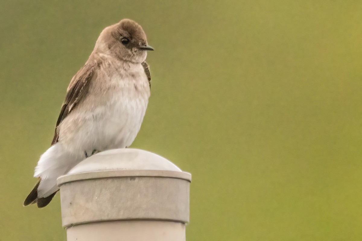Northern Rough-winged Swallow - ML619051876