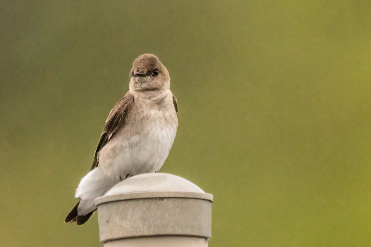 Northern Rough-winged Swallow - ML619051878