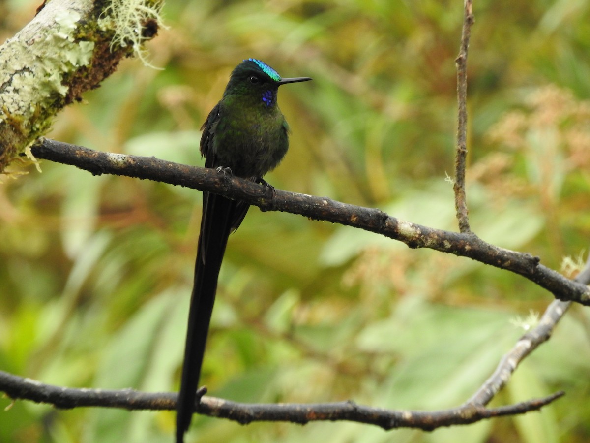 Long-tailed Sylph - ML619051884
