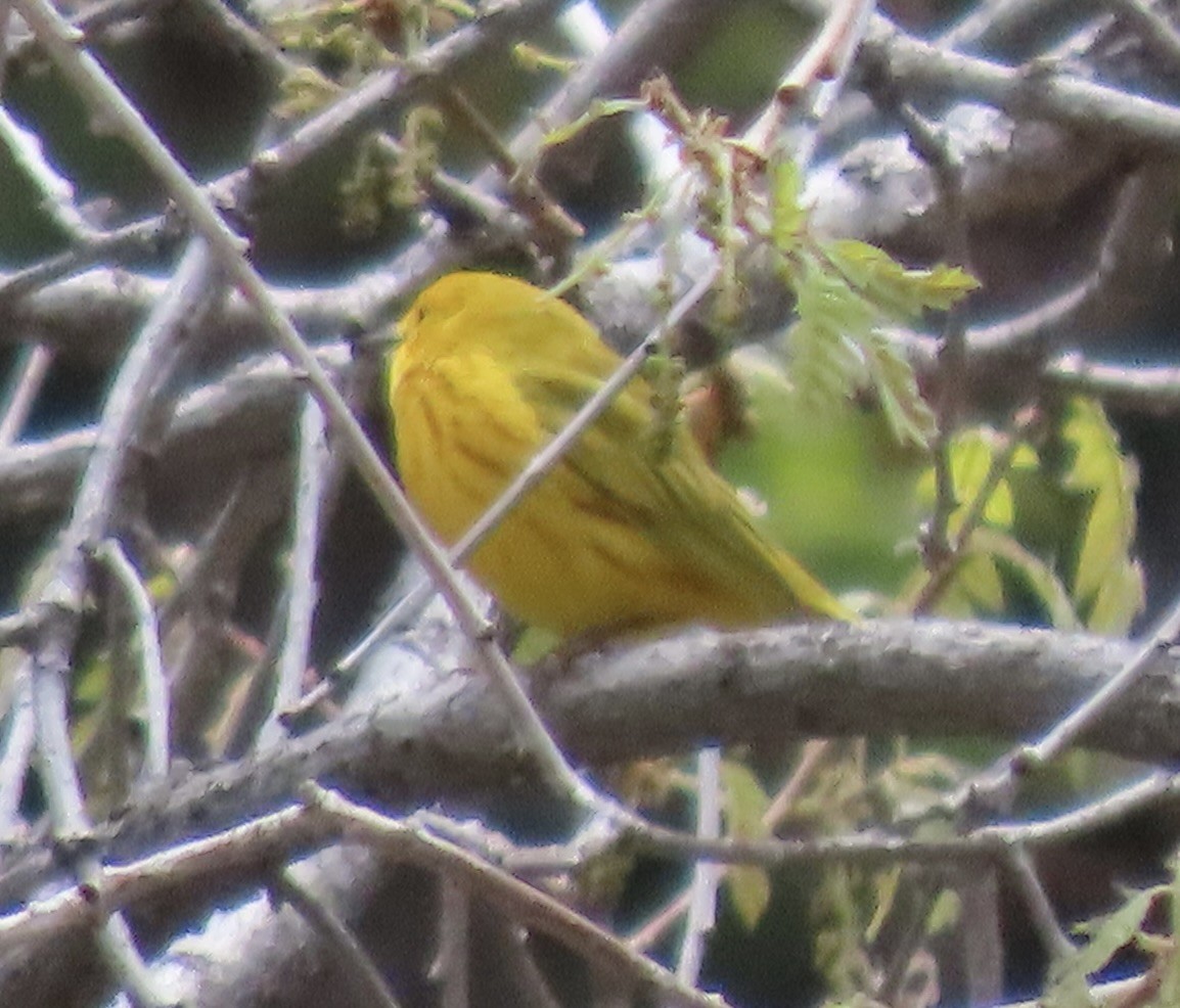 Yellow Warbler - ML619051887