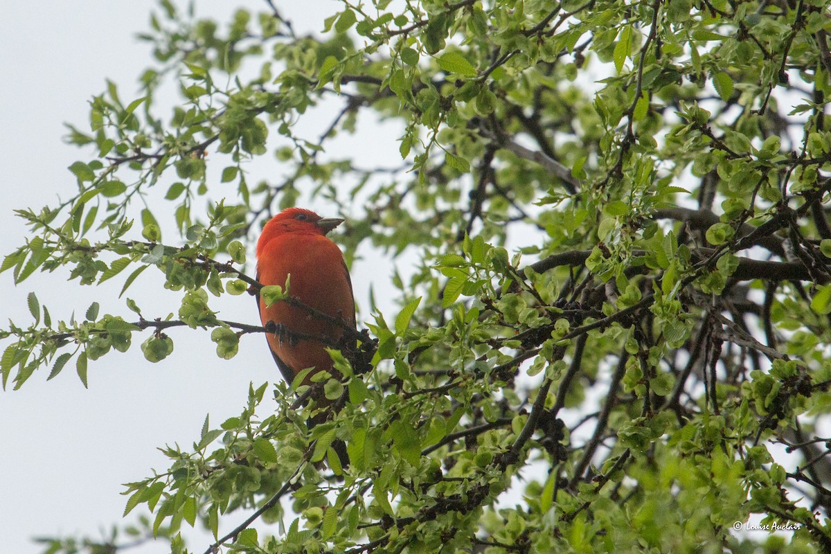 Scarlet Tanager - ML619051942