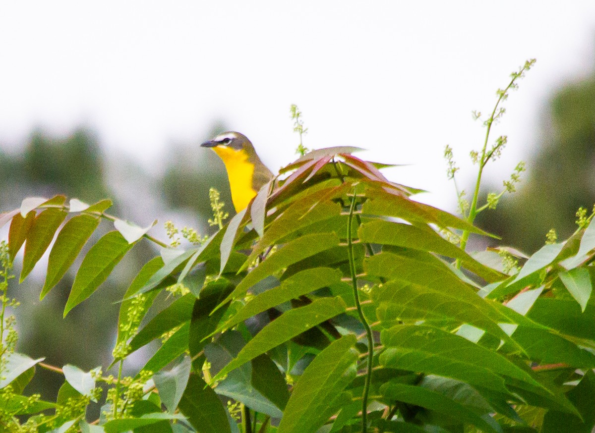 Yellow-breasted Chat - ML619051946