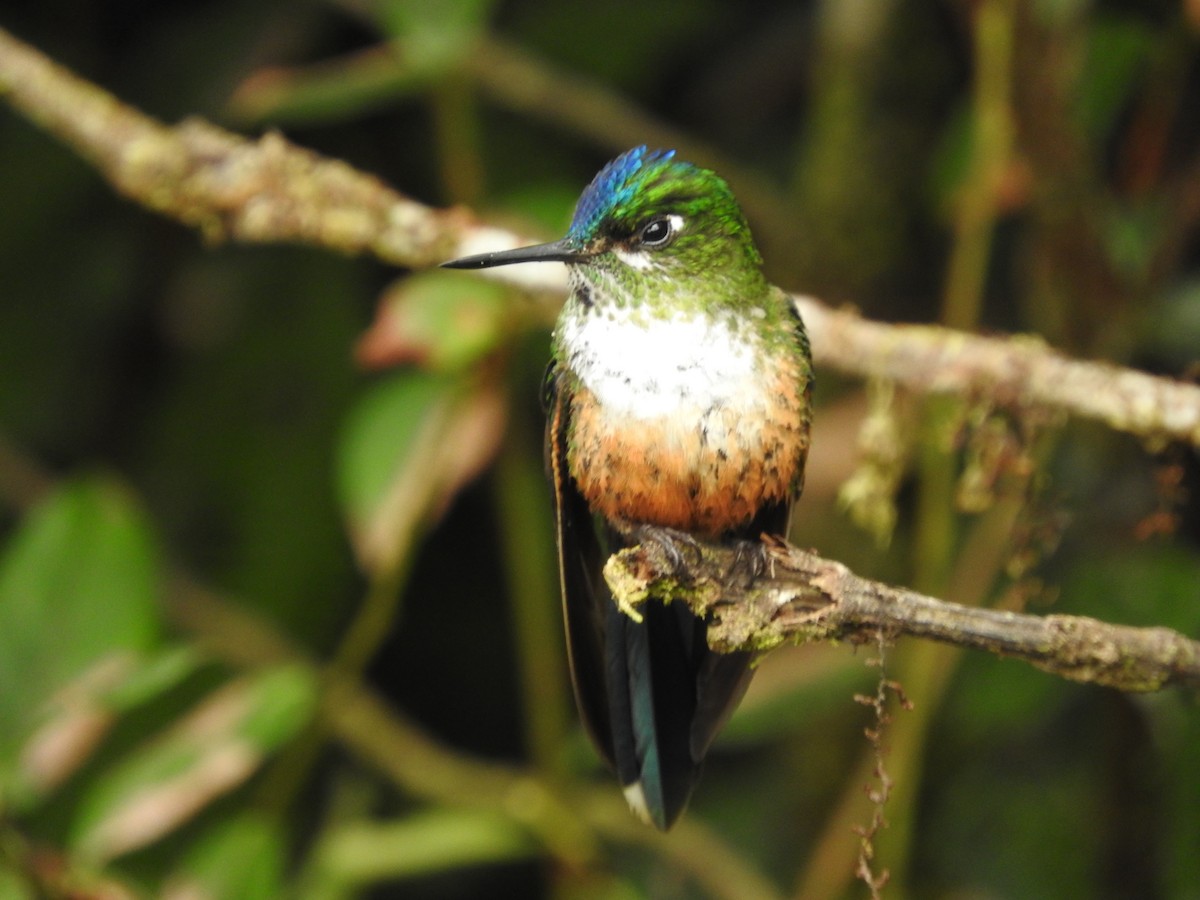 Violet-tailed Sylph - ML619051957