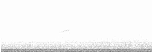 חופית זעירה - ML619052013