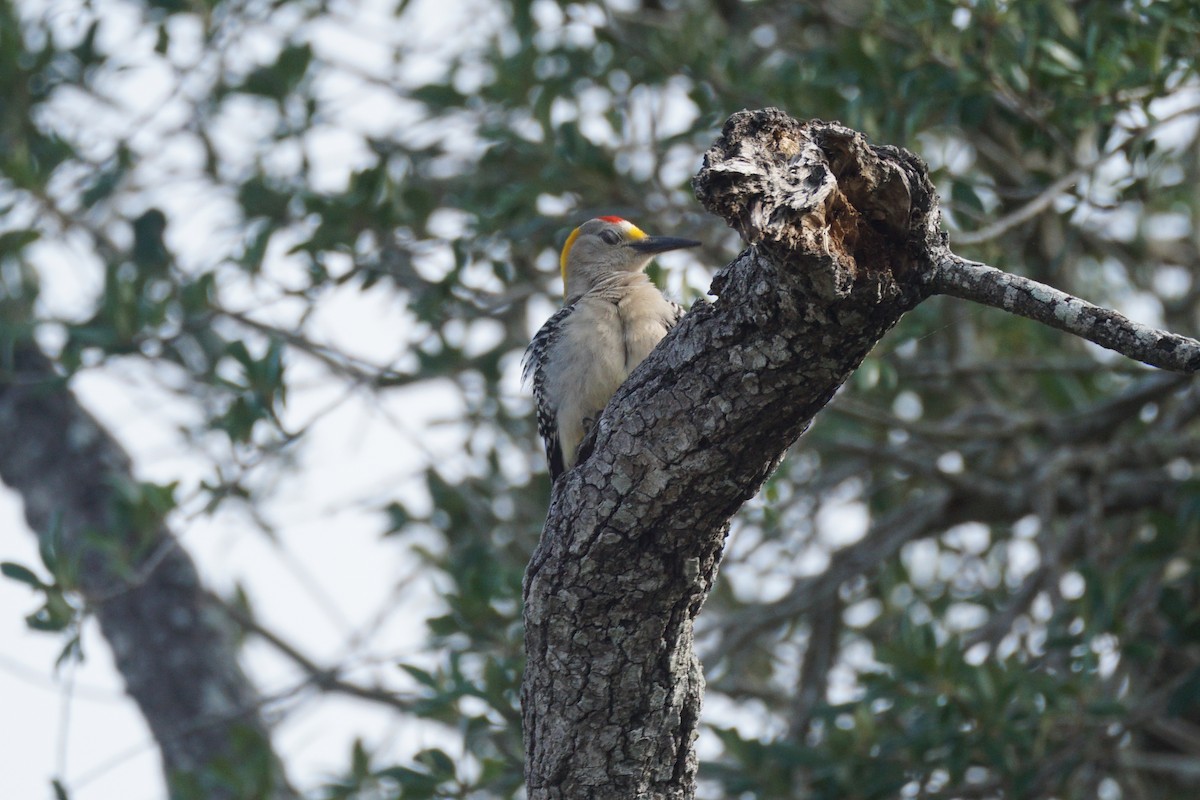 Golden-fronted Woodpecker - ML619052014