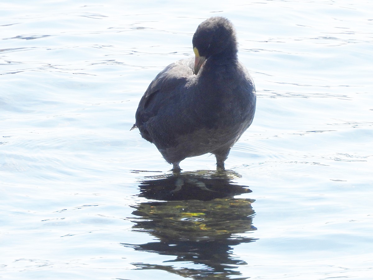 White-winged Coot - ML619052032