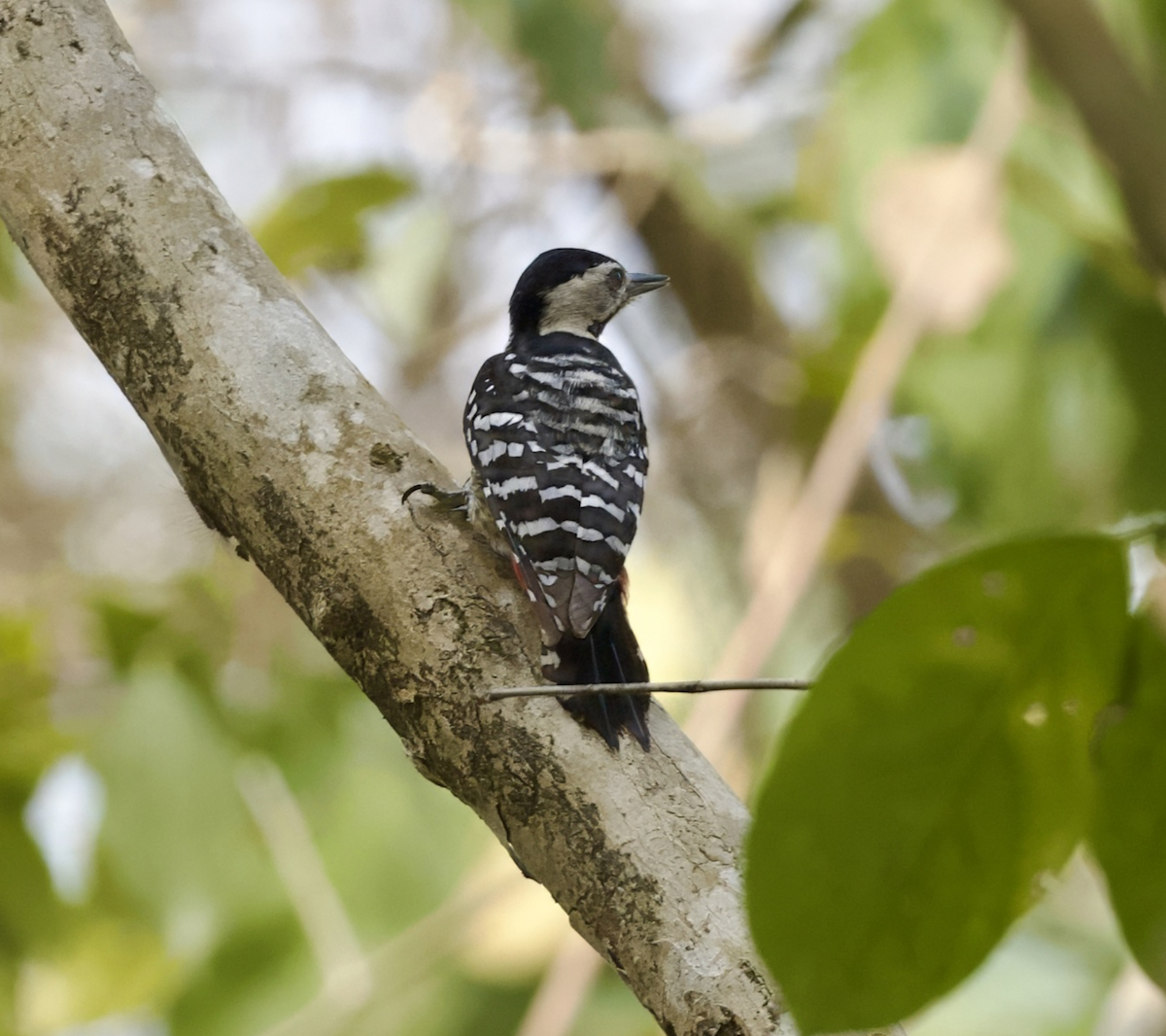 Fulvous-breasted Woodpecker - ML619052050