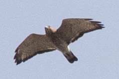 Broad-winged Hawk - ML619052056