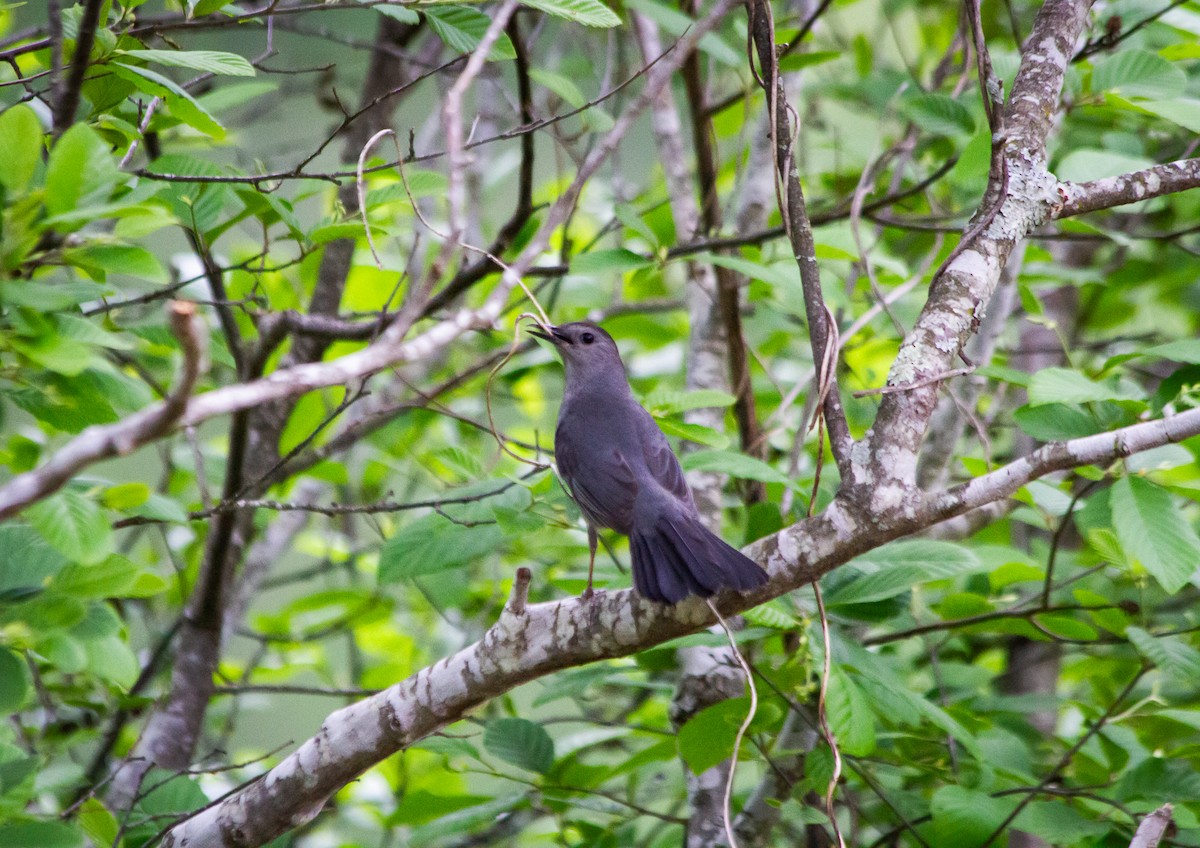 Gray Catbird - Raven Dandridge