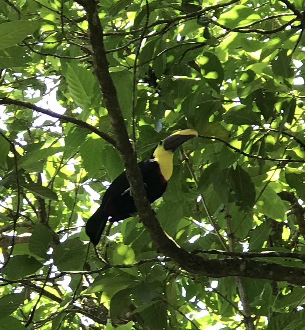 Yellow-throated Toucan - Phil Kowalski
