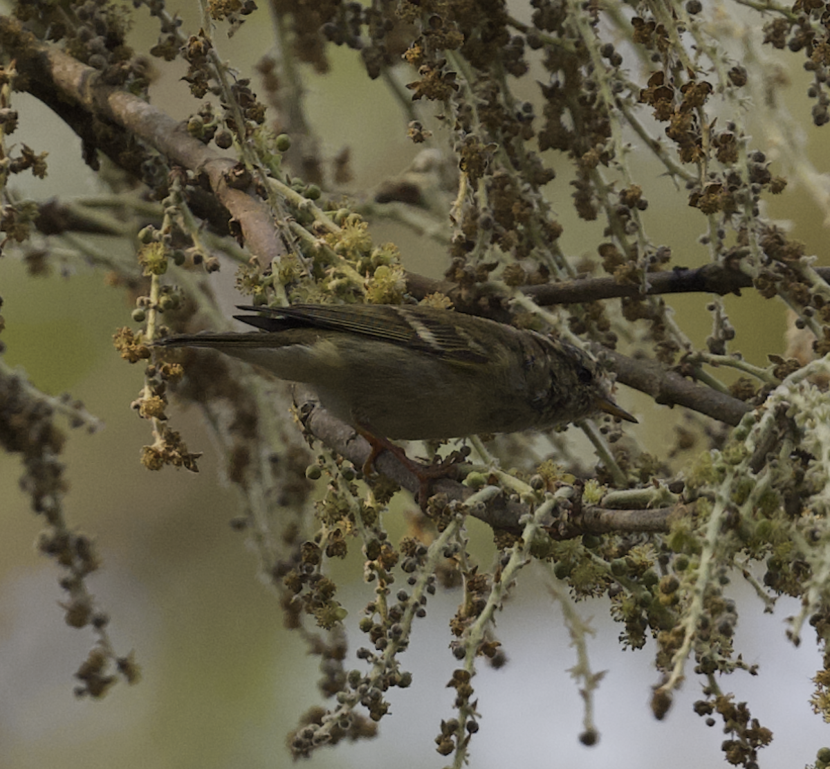 Yellow-browed Warbler - ML619052099