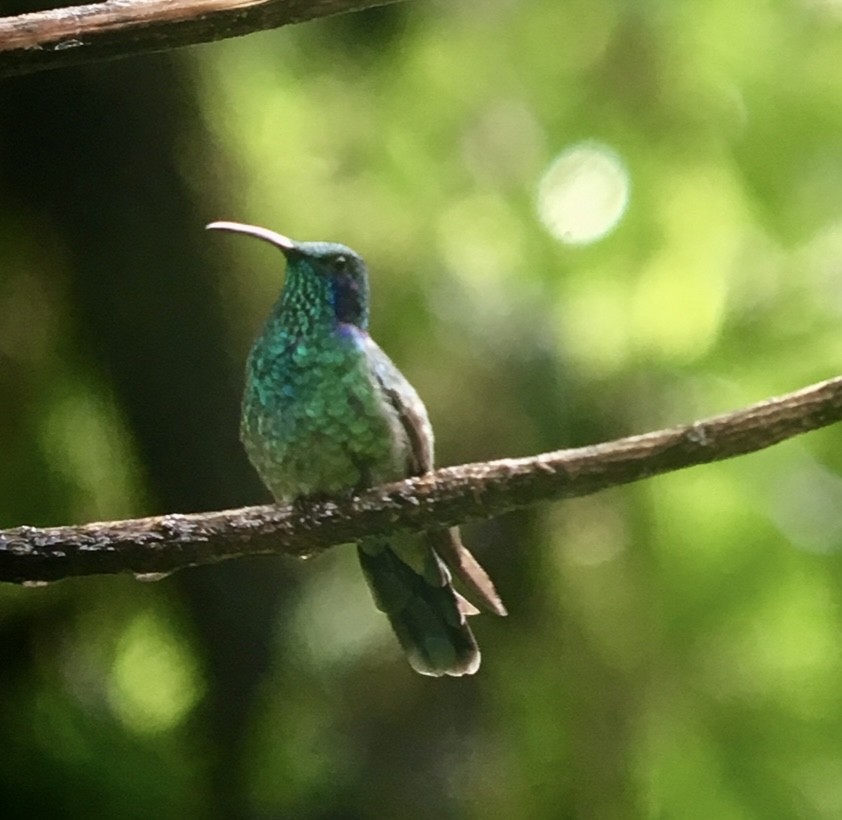 kolibřík modrouchý - ML619052128
