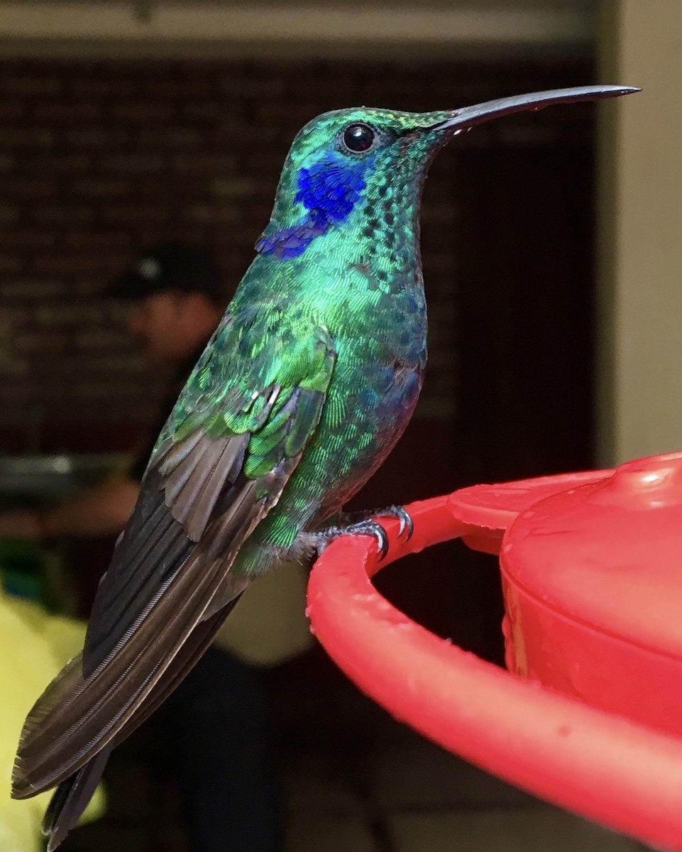 kolibřík modrouchý - ML619052129