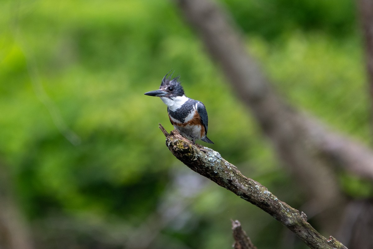 Belted Kingfisher - ML619052134