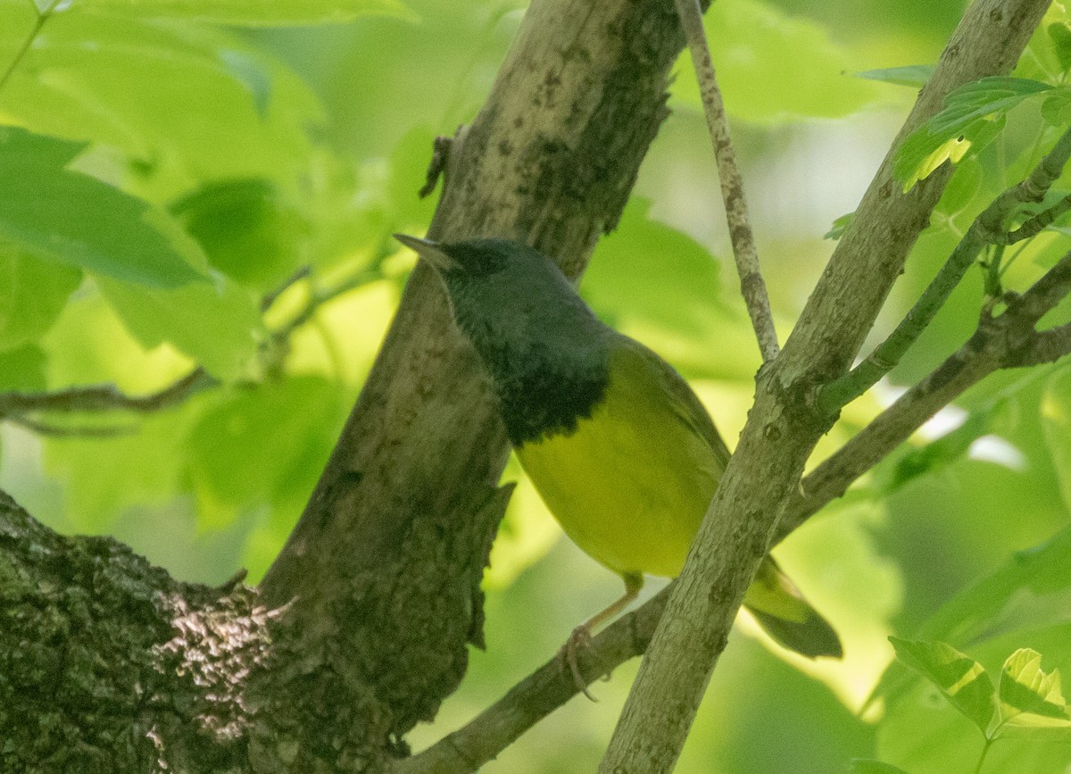 Mourning Warbler - Todd Mitchell